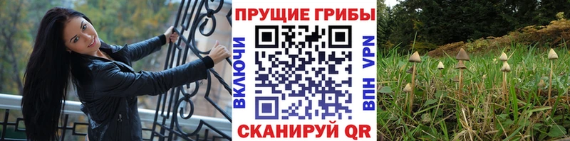 где продают наркотики  Карабулак  Псилоцибиновые грибы Magic Shrooms 